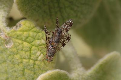  Tephritis matricariae (Loew, 1844)