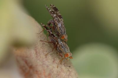 Tephritis matricariae (Loew, 1844)