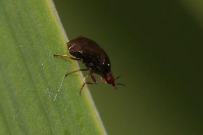 Camarota curvipennis (Latreille, 1805)