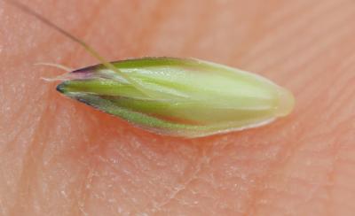 Vulpin des champs, Queue-de-renard Alopecurus myosuroides Huds., 1762