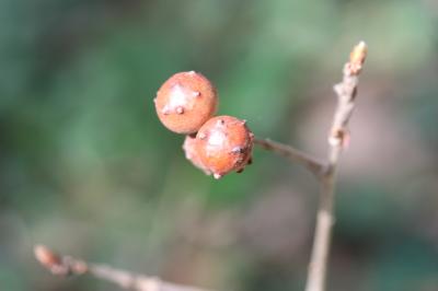  Andricus quercustozae (Bosc, 1792)