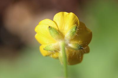 Renoncule laineuse Ranunculus lanuginosus L., 1753