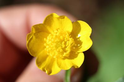 Renoncule laineuse Ranunculus lanuginosus L., 1753