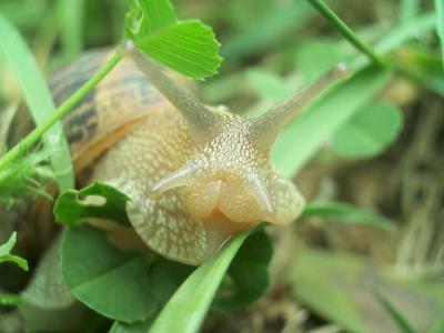 Escargot petit-gris Cornu aspersum (O.F. Müller, 1774)