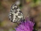 Demi-Deuil (Le), Échiquier (L'), Échiquier commun  Melanargia galathea (Linnaeus, 1758)