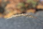 Calamagrostide argentée, Stipe Calamagrostide Achnatherum calamagrostis (L.) P.Beauv., 1812
