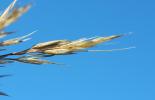 Calamagrostide argentée, Stipe Calamagrostide Achnatherum calamagrostis (L.) P.Beauv., 1812
