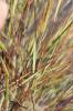 Calamagrostide argentée, Stipe Calamagrostide Achnatherum calamagrostis (L.) P.Beauv., 1812