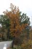 Cormier, Sorbier domestique Sorbus domestica L., 1753