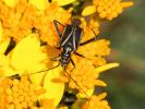  Hadrodemus m-flavum (Goeze, 1778)
