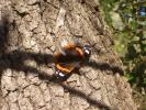 Vulcain (Le), Amiral (L'), Vanesse Vulcain (La), C Vanessa atalanta (Linnaeus, 1758)