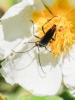 Lepture noir Stenurella nigra (Linnaeus, 1758)