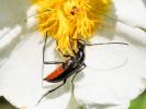 Lepture noir Stenurella nigra (Linnaeus, 1758)