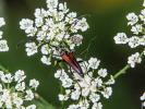  Stenurella melanura (Linnaeus, 1758)