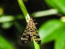  Panorpa cognata Rambur, 1842