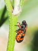  Cercopis intermedia Kirschbaum, 1868