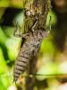 Cordulégastre annelé (Le) Cordulegaster boltonii (Donovan, 1807)