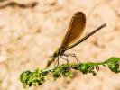 Caloptéryx vierge Calopteryx virgo (Linnaeus, 1758)