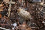 Testacelle commune Testacella haliotidea Draparnaud, 1801