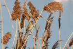 Bruant des roseaux Emberiza schoeniclus (Linnaeus, 1758)