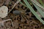  Tegenaria Latreille, 1804