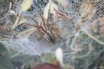 Agélène à labyrinthe Agelena labyrinthica (Clerck, 1758)
