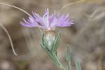 Centaurée de Timbal-Lagrave Centaurea jacea subsp. timbalii (Martrin-Donos) Braun-Blanq., 1952