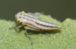 Cicadelle verte Cicadella viridis (Linnaeus, 1758)