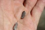 Ferule commune, Pamelier Ferula communis L., 1753