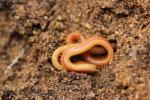  Stigmatogaster subterranea (Shaw, 1794)