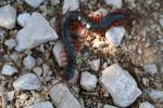  Scolopendra cingulata Latreille, 1789