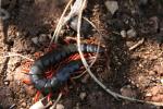  Scolopendra cingulata Latreille, 1789