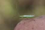Punaise verte à antennes droites Megaloceroea recticornis (Geoffroy, 1785)