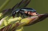 Malachie à deux points Malachius bipustulatus (Linnaeus, 1758)