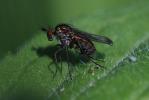  Dolichopodidae Latreille, 1809