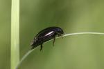  Agabus bipustulatus (Linnaeus, 1767)