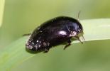  Agabus bipustulatus (Linnaeus, 1767)