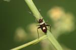  Closterotomus biclavatus (Herrich-Schäffer, 1835)