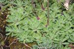 Saxifrage aizoon Saxifraga paniculata Mill., 1768