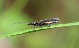  Oedemera pthysica (Scopoli, 1763)