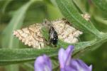 Saltique cuivré Heliophanus cupreus (Walckenaer, 1802)