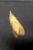  Phtheochroa inopiana (Haworth, 1811)