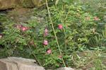 Rosier des Alpes Rosa pendulina L., 1753