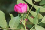 Rosier des Alpes Rosa pendulina L., 1753