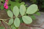 Rosier des Alpes Rosa pendulina L., 1753