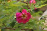 Rosier des Alpes Rosa pendulina L., 1753