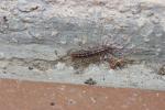  Scutigera coleoptrata (Linnaeus, 1758)