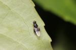  Pachygaster atra (Panzer, 1798)