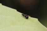  Pachygaster atra (Panzer, 1798)
