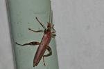  Oedemera femoralis Olivier, 1803